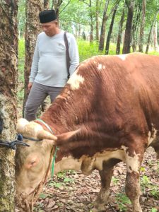 Anggota DPRD OKU Naproni Qurban 2 Ekor Sapi