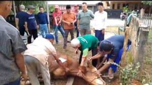 Hasbi Manaf Orang Tua Naproni Saksikan Penyembelihan Sapi Qurban